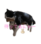 プリンちゃん3（個別スタンプ：4）
