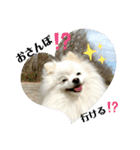 白ポメ蒼空のいる日常用語♬❶（個別スタンプ：1）
