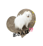 白ポメ蒼空のいる日常用語♬❶（個別スタンプ：2）