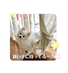 白ポメ蒼空のいる日常用語♬❶（個別スタンプ：4）