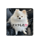 白ポメ蒼空のいる日常用語♬❶（個別スタンプ：8）