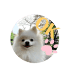 白ポメ蒼空のいる日常用語♬❶（個別スタンプ：13）