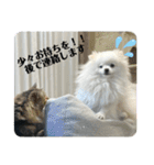 白ポメ蒼空のいる日常用語♬❶（個別スタンプ：15）