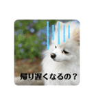 白ポメ蒼空のいる日常用語♬❶（個別スタンプ：16）