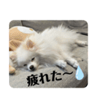 白ポメ蒼空のいる日常用語♬❶（個別スタンプ：17）