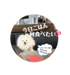 白ポメ蒼空のいる日常用語♬❶（個別スタンプ：18）