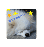 白ポメ蒼空のいる日常用語♬❶（個別スタンプ：20）