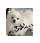 白ポメ蒼空のいる日常用語♬❶（個別スタンプ：21）