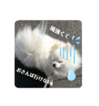 白ポメ蒼空のいる日常用語♬❶（個別スタンプ：22）