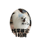 白ポメ蒼空のいる日常用語♬❶（個別スタンプ：23）