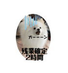 白ポメ蒼空のいる日常用語♬❶（個別スタンプ：24）