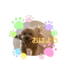 マルプー茶々丸3（個別スタンプ：12）