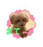 マルプー茶々丸3（個別スタンプ：16）