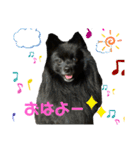 真っ黒ポメラニアンの空太✱時々ルイとベル（個別スタンプ：1）