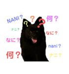 真っ黒ポメラニアンの空太✱時々ルイとベル（個別スタンプ：2）