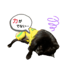 真っ黒ポメラニアンの空太✱時々ルイとベル（個別スタンプ：5）