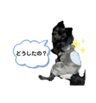 真っ黒ポメラニアンの空太✱時々ルイとベル（個別スタンプ：10）