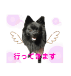 真っ黒ポメラニアンの空太✱時々ルイとベル（個別スタンプ：20）