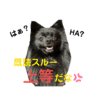 真っ黒ポメラニアンの空太✱時々ルイとベル（個別スタンプ：28）