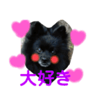 真っ黒ポメラニアンの空太✱時々ルイとベル（個別スタンプ：30）