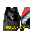 真っ黒ポメラニアンの空太✱時々ルイとベル（個別スタンプ：32）