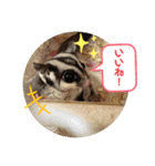 もも太【日常】（個別スタンプ：8）