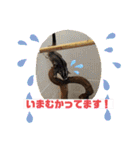 もも太【日常】（個別スタンプ：19）