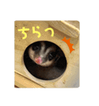 もも太【日常】（個別スタンプ：22）