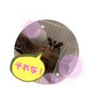 もも太【日常】（個別スタンプ：26）