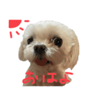 マルチーズのまりい（個別スタンプ：1）