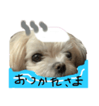 マルチーズのまりい（個別スタンプ：3）