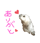 マルチーズのまりい（個別スタンプ：6）