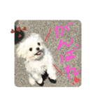 マルチーズのまりい（個別スタンプ：8）