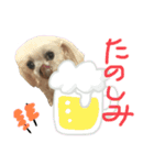 マルチーズのまりい（個別スタンプ：10）