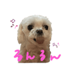 マルチーズのまりい（個別スタンプ：11）