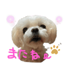 マルチーズのまりい（個別スタンプ：15）