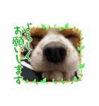 カワイイれお（個別スタンプ：2）