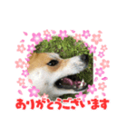 茶々わん（個別スタンプ：5）