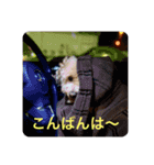 トイプのこもちゃん2021（個別スタンプ：2）