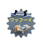 トイプのこもちゃん2021（個別スタンプ：3）