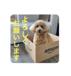 トイプのこもちゃん2021（個別スタンプ：6）