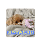 トイプのこもちゃん2021（個別スタンプ：7）