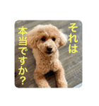 トイプのこもちゃん2021（個別スタンプ：9）