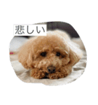 トイプのこもちゃん2021（個別スタンプ：10）