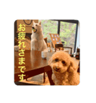 トイプのこもちゃん2021（個別スタンプ：11）