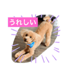 トイプのこもちゃん2021（個別スタンプ：13）