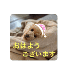 トイプのこもちゃん2021（個別スタンプ：15）