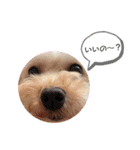 こまちの日常 koma36（個別スタンプ：1）