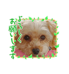 こまちの日常 koma36（個別スタンプ：13）