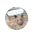 あんずのラフなスタンプ（個別スタンプ：1）